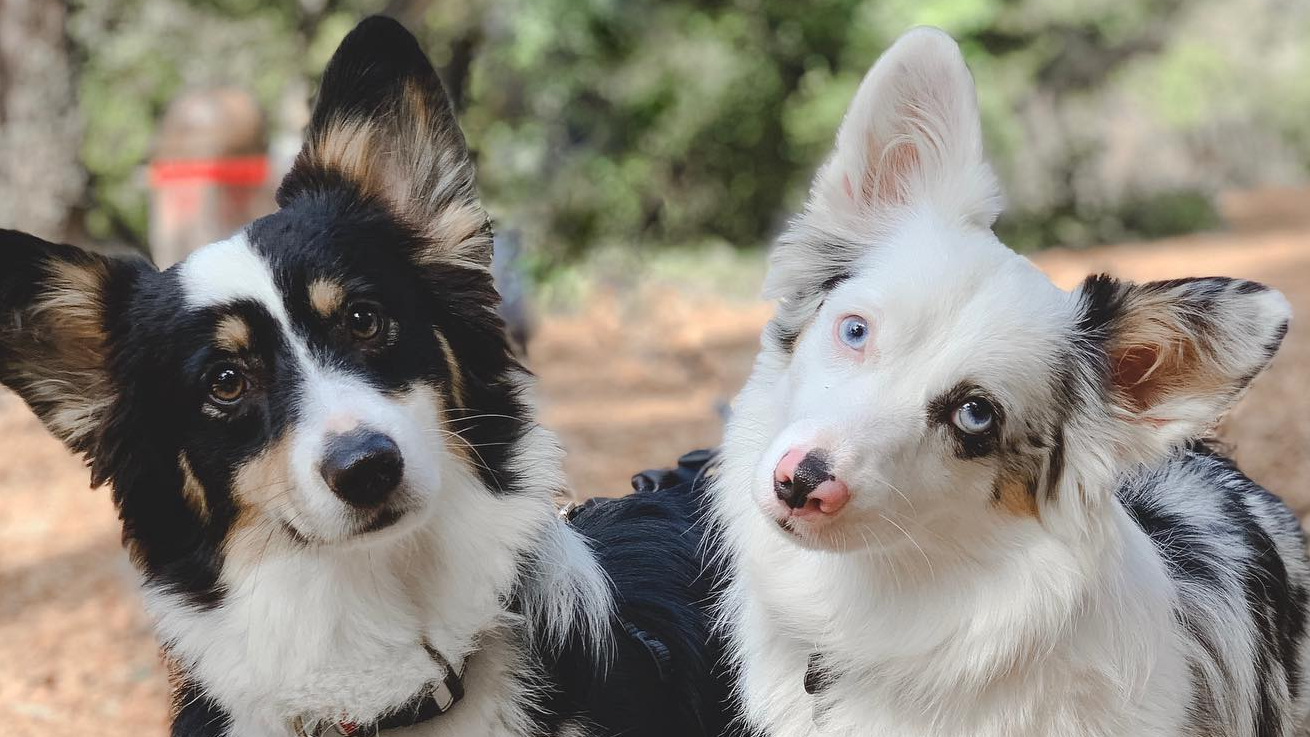 Zira and Ellie the corgi mixes