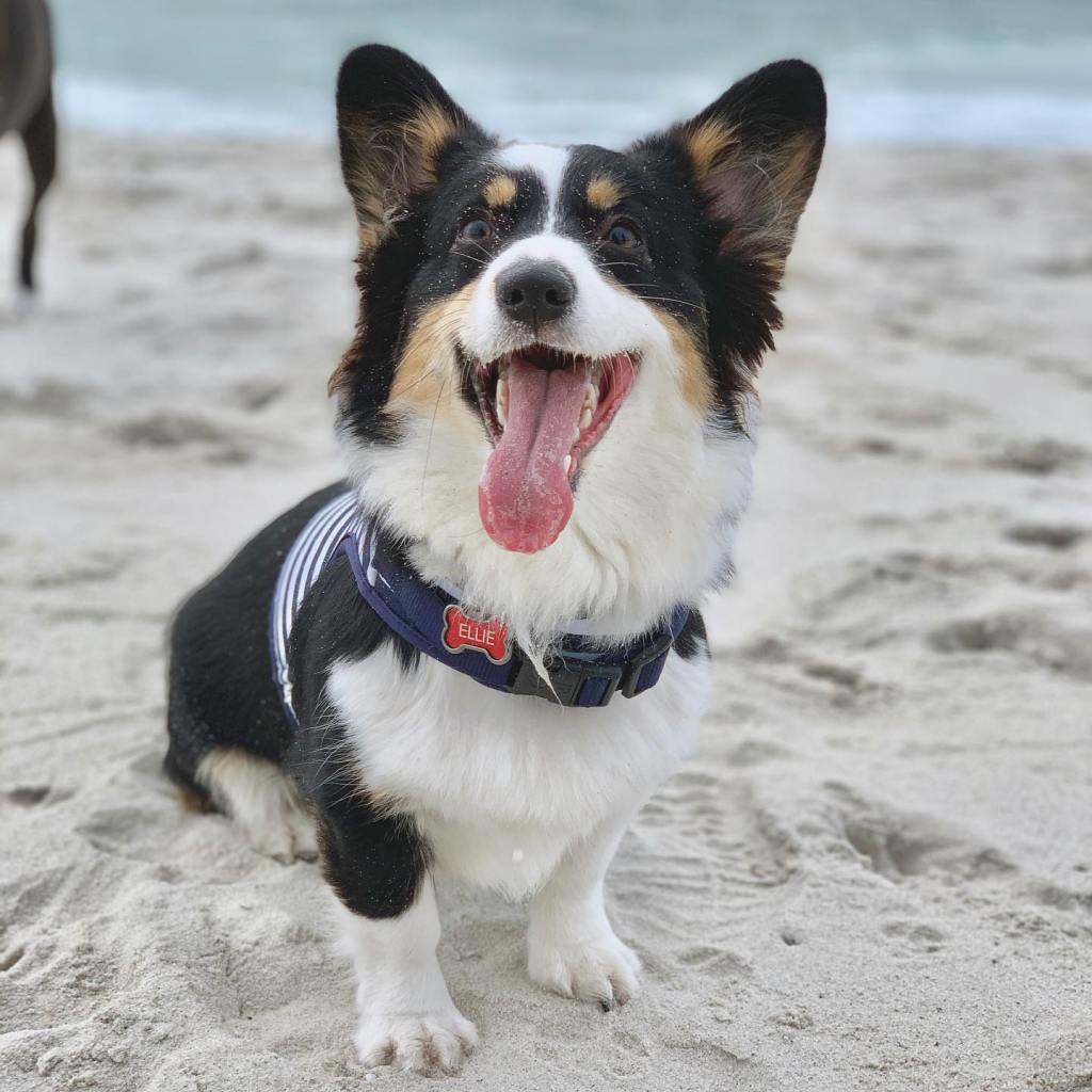 Ellie the Corgi Aussie mix on the beach with her tongue out.