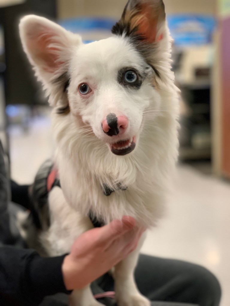 Zira the aussie corgi mix sitting on her human's lap.