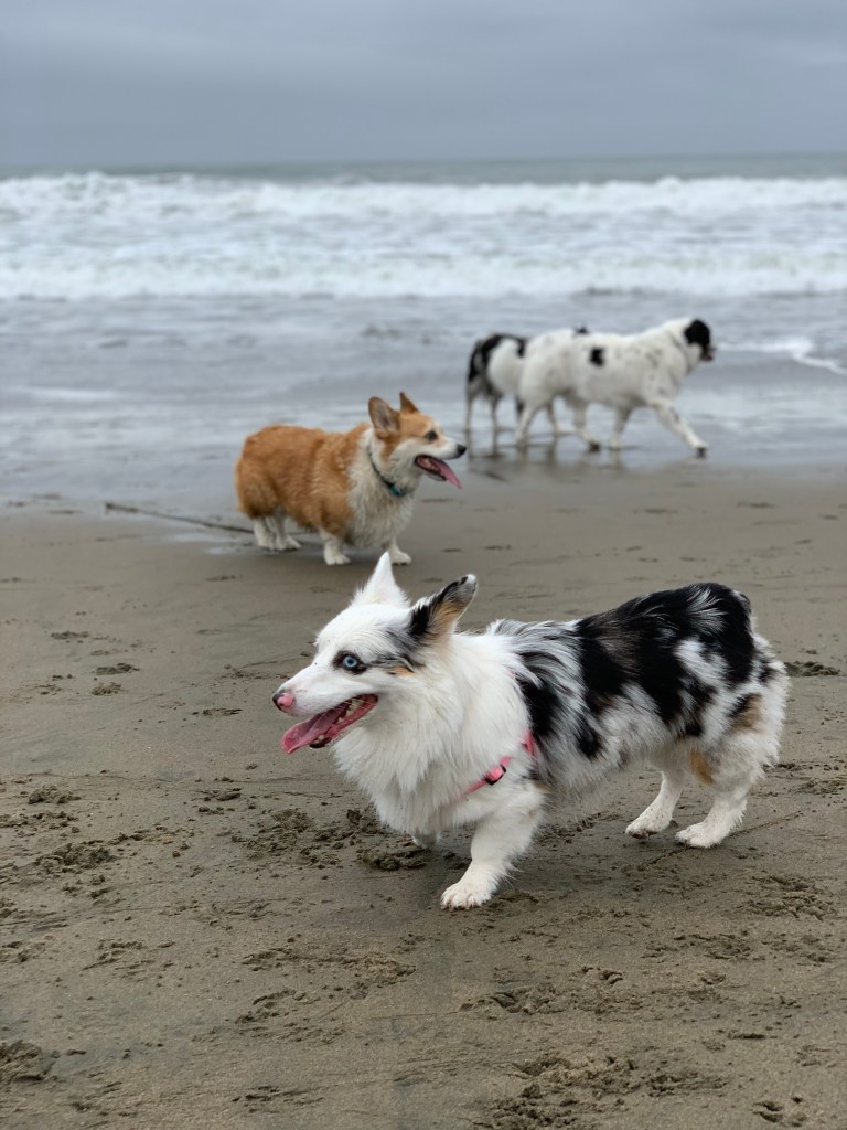 Zira the Corgi running on the beach with other dogs in the background.