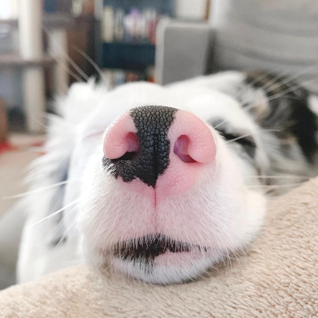 Zira the Blue Merle Corgi with a pink mottled nose.