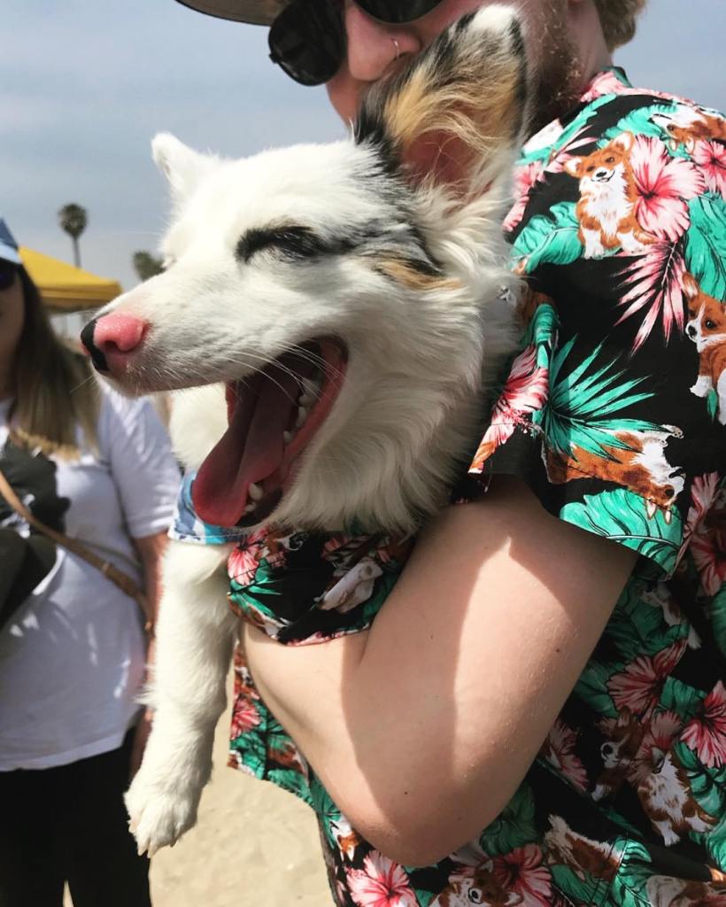 Zira the corgi aussie mix with her mouth open while her dad holds her at the beach.