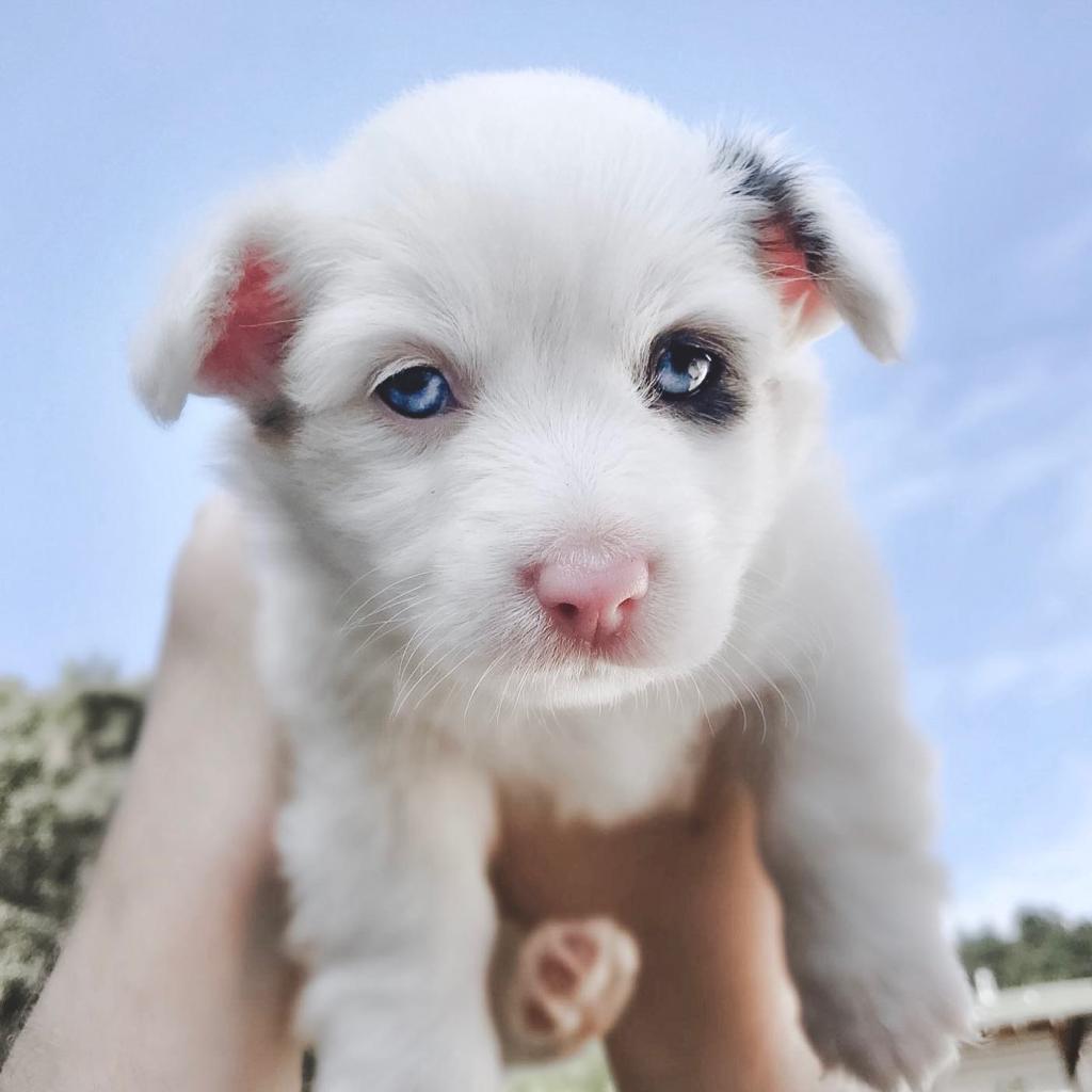 Zira the aussie corgi puppy held up in a Lion King pose.