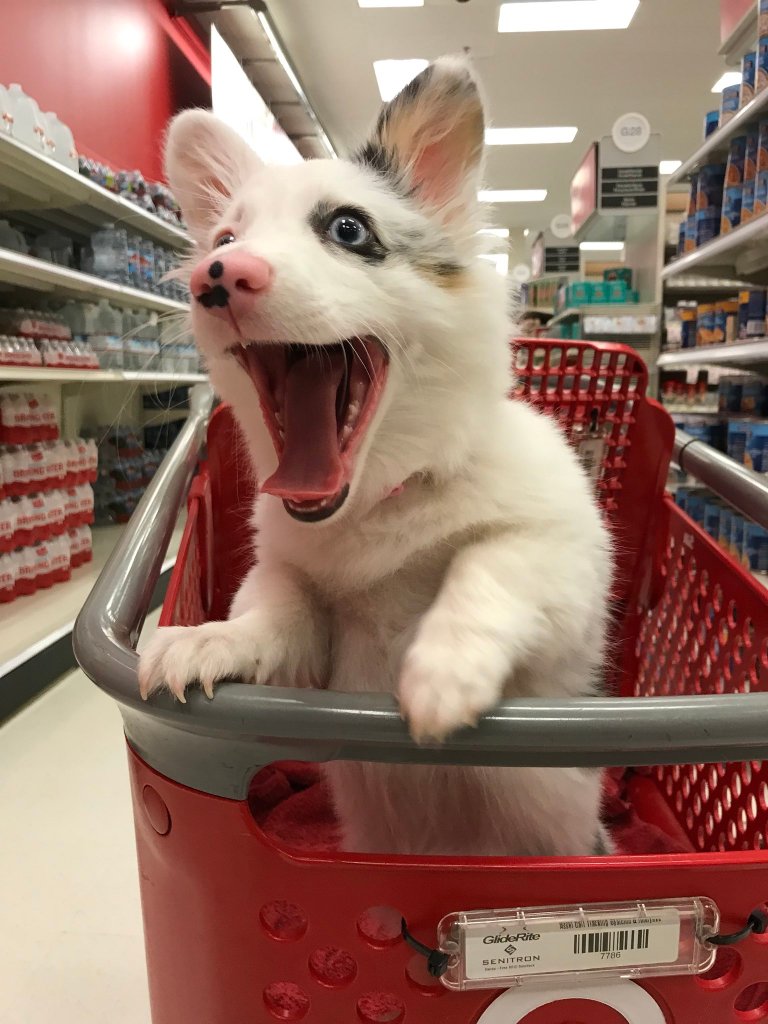 Zira the Corgi smiling in a Target shopping cart.