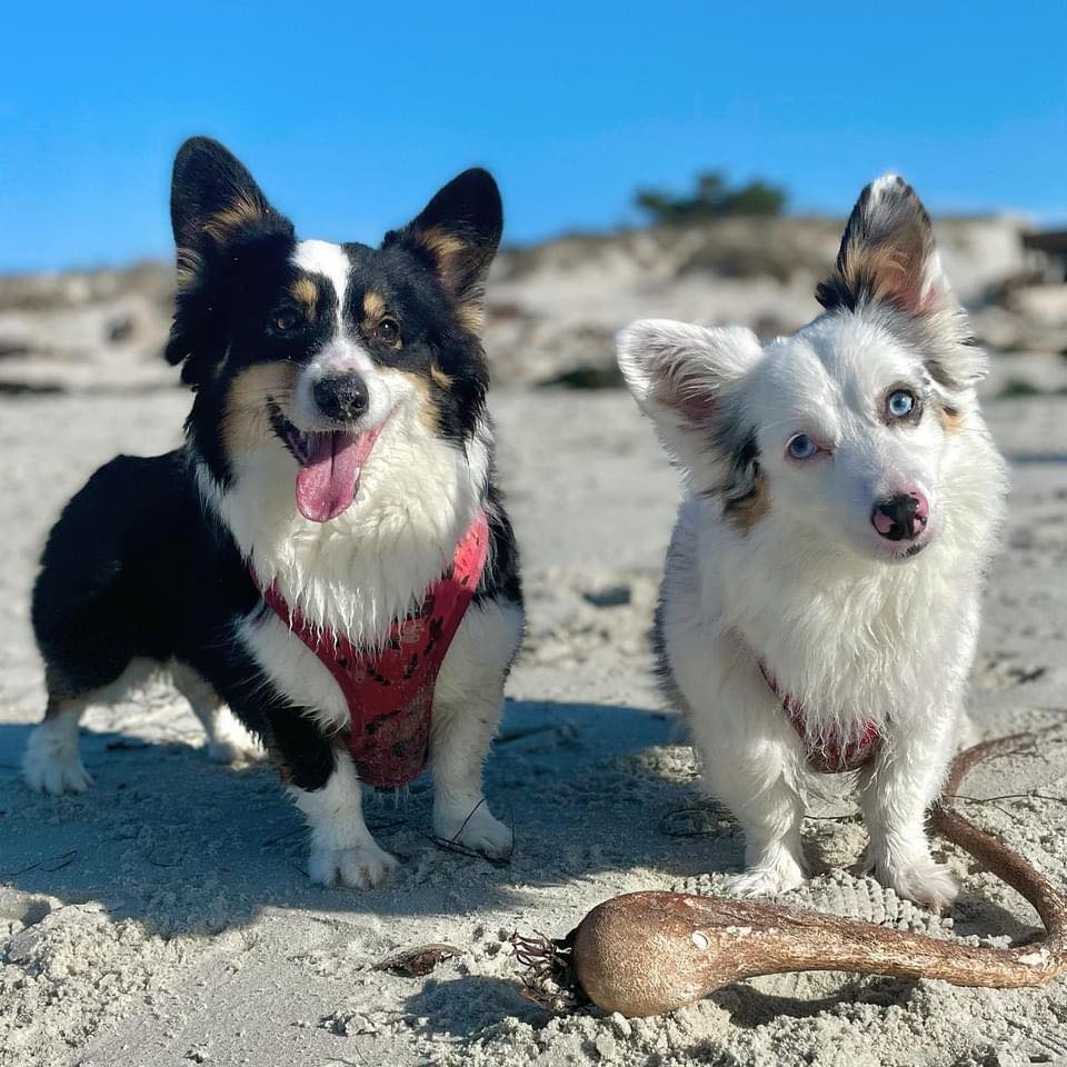 Ellie and Zira the corgi aussie mixes sandy at the beach.
