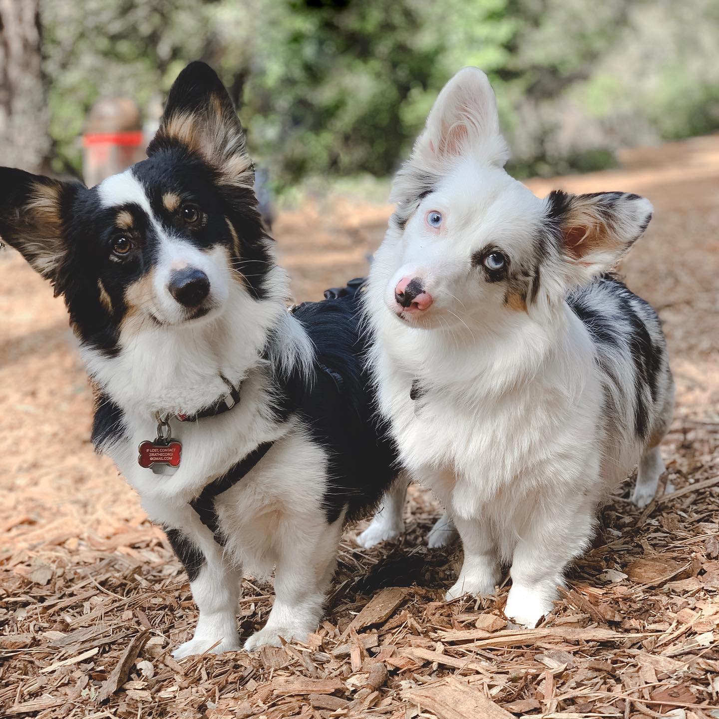 Raising an Aussie Corgi Mix: Traits and Tips for the Auggie Breed