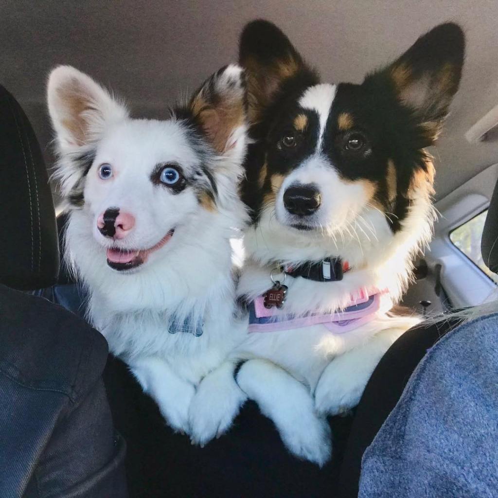 Zira and Ellie the corgis in the car.
