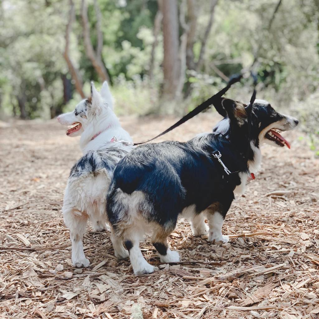 Zira and Ellie the aussie corgi mixes, showing their fluffy butts on a hike.