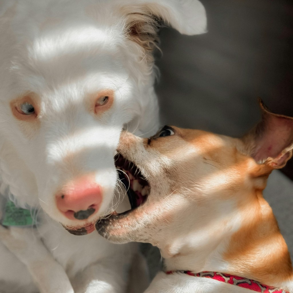 A double merle dog playing with a chihuahua.