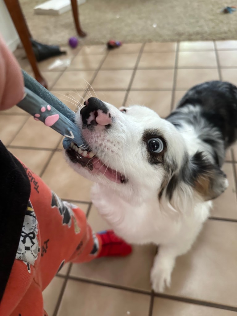 Zira the Corgi playing tug of war with a blue squeaky toy with a kid.