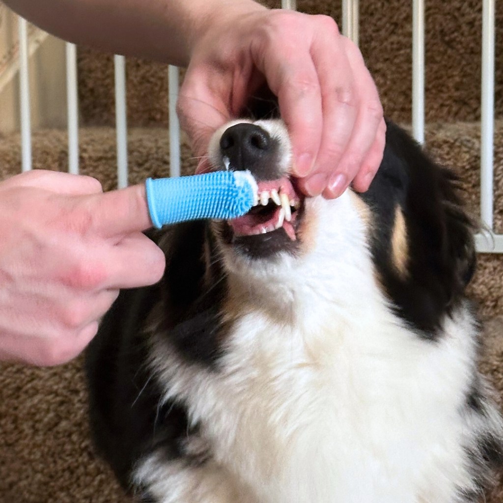 Ellie, my dog, is getting her teeth brushed with Jasper's blue silicone finger toothbrush.