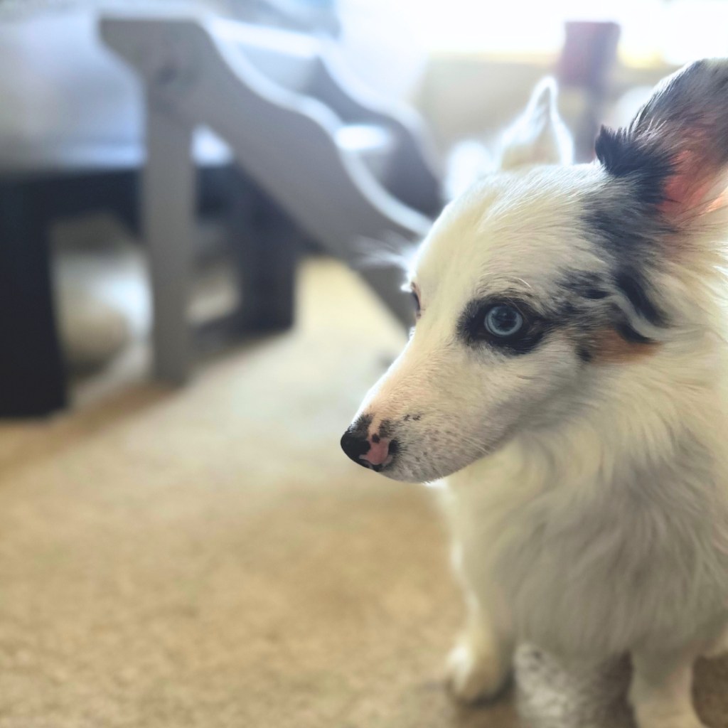 Zira the Corgi in the foreground, with pet stairs in the blurry background.