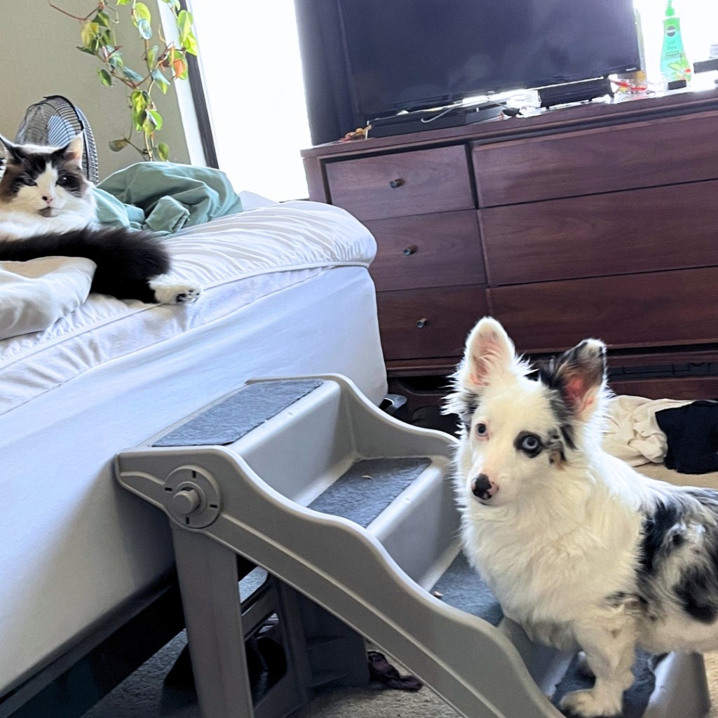 Zira the Corgi climbing pet stairs for our high bed. Our cat Purrdita is laying comfortably on the bed.